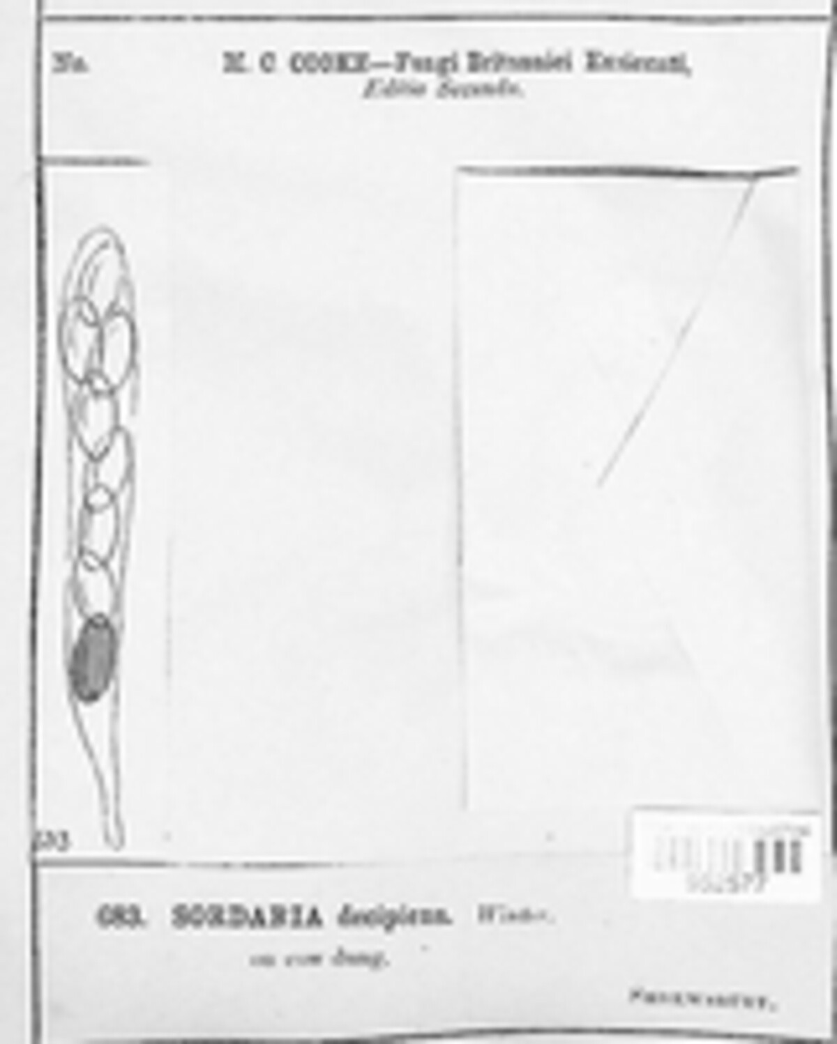Rhypophila decipiens image